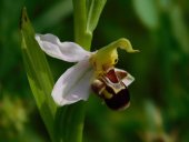 Ophrys abeille - Crédits Photos E. budon