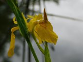 Iris des marais - Crédits Photos E. budon