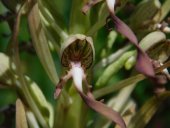 Orchis bouc - Crédits Photos E. Budon