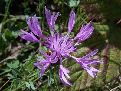 <p>Centaurée napifolia - Crédits photos E. Budon</p>