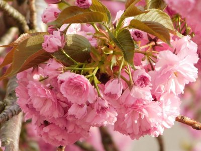 <p>Cerisier du Japon - Crédits photos E. Budon</p>