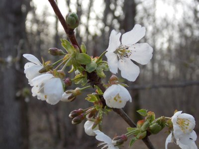 <p>Fleur de cerisier - Crédits photos E. Budon</p>