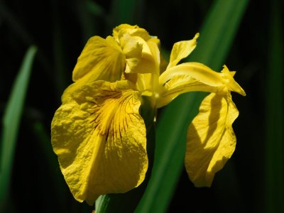 <p>Iris des marais - Crédits photos - E. Budon</p>