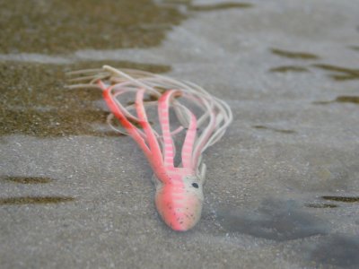 <p>Le calamar-leurre - La Tranche-sur-Mer (85) - Crédits photos E. Budon</p>