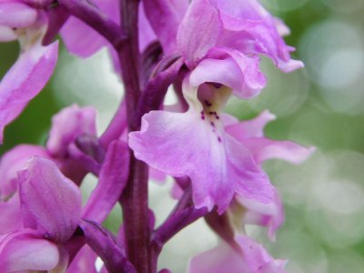 Orchidée sauvage - Crédits photos - E. Budon <br width='400' height='300' /> 
